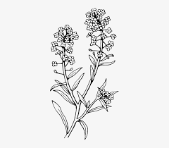 Check spelling or type a new query. Outline Flower Plant Tattoo Botany Black And White Lavender Clip Art 333x640 Png Download Pngkit