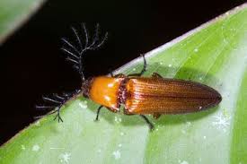 This is among the reasons you will find them in. How To Get Rid Of Beetles In Your Home Yard 2021 Guide