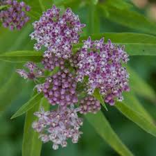 Soulmate Butterfly Flower Spring Hill Nurseries Flowers Plants Butterfly Flowers