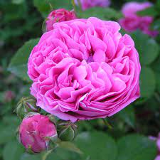 Olivia rose austin english shrub rose $30.00. Louise Odier Historische Zierstrauchrose Rosarium Lottum
