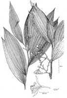 Image result for Corymborkis