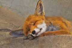 Are foxes smarter than dogs?