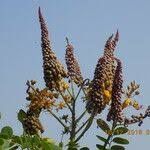 Image result for Albertisia