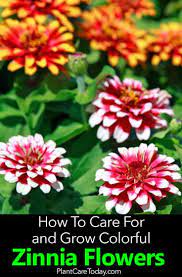 Pin On Best Of Plantcaretoday