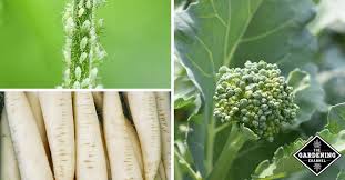 Check spelling or type a new query. How Do I Keep Bugs Off My Broccoli Plants Gardening Channel