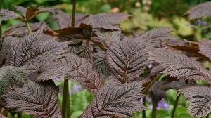 Image result for Searsia rogersii