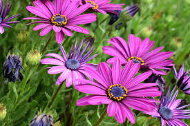 Image result for Osteospermum monocephalum