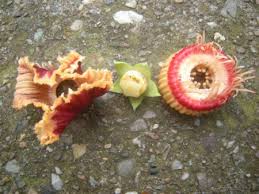 Image result for Napoleonaea angolensis