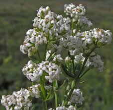 Image result for Galium stenophyllum