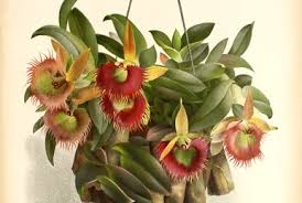 Image result for Bonatea polypodantha