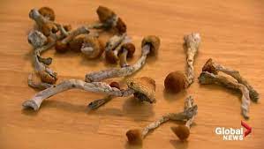 Vancouver Council Shuts Down Motion To Crack Down On Sale Of Magic Mushrooms Bc Globalnews Ca