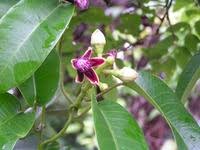 Image result for Parquetina calophylla