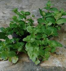 Bibit tanaman yang berusia sekitar 3 minggu itu biasanya paling banyak diminati masyarakat, terutama para petani. Jual Bibit Tanaman Mint Termurah Di Jogja Sb Flash Farms
