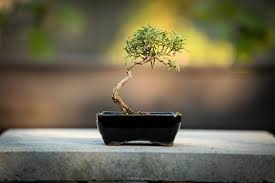 Image result for rosemary bonsai