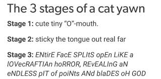 The 3 Stages Of A Cat Yawn Funny Cat Pictures Cat Yawning Happy Birthday Funny Cats