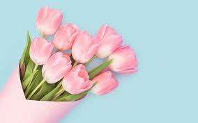 Baby Pink Tulips Pink Tulips Spring Flowers Tulips