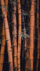 Iphone Wallpapers Wallpapers For Iphone X Iphone 8 And Iphone 7 Bamboo Wallpaper Cellphone Wallpaper Nature Wallpaper