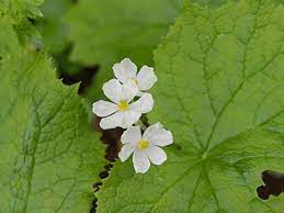 pin by grace n kuo on garden skeleton flower white flowers flowers