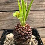 Image result for Euphorbia didiereoides