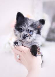 The pup will arrived same day as it is sent, within just a few hours. Toy Pomeranian Puppies For Sale Novocom Top