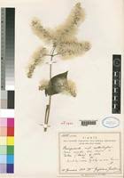 Image result for Sericostachys scandens