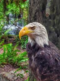 Birds Of Central Oregon Go Inredmond From My Archives Photocontest Entry From Ron W Of Redmondoregon Title Eagle Portland Zoo Hey Centraloreg In 2020 Photo Contest Portland Zoo Photo