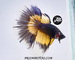 The system used by prizm considers each coin on the wallet balance to be a diminutive mining farm. Prism Bettas 20 Off Already Reduced Discount Code Facebook