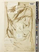 Image result for Hyparrhenia barteri