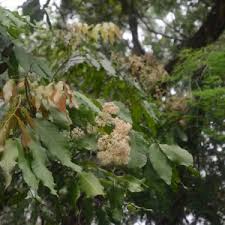 Image result for Cryptocarya transvaalensis