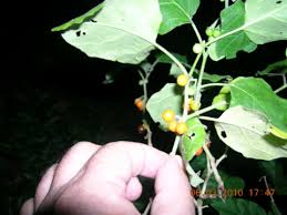 Image result for Solanum anguivi