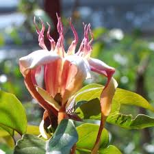 Image result for Strophanthus speciosus
