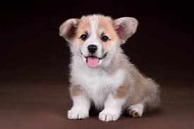 The pembroke welsh corgi originated in pembrokeshire, wales as early as the 1100s.they were an asset to farmers, specializing in herding cattle and sheep. Pembroke Welsh Corgi Puppies Are Furrrever Furry Babies