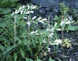 Image result for Gentiana asclepiadea alba