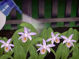 If the weather is particularly hot, this period. How To Water Orchids 9 Steps With Pictures Wikihow