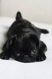 8 Best Pug Breeders In Texas 2021 We Love Doodles