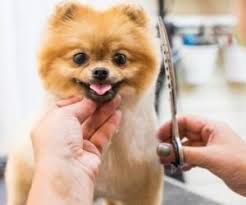 Save time on your trip to the home depot by scheduling your order with buy online pick up in store or schedule a delivery directly from your hendersonville store in hendersonville, nc. 1 Dog Groomers Hendersonville Nc Call Affordable Pet Groomers Now