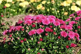 The flowers come in all hues of the harvest and echo the changing leaf colors. Garden Mums Ornamental Plant Of The Week For September 22 2014