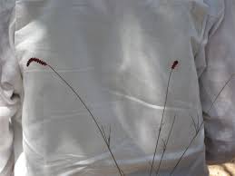 Image result for Centemopsis