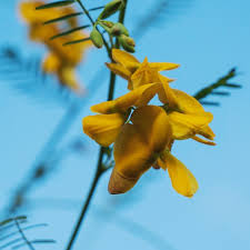 Image result for Sesbania