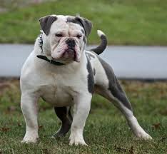With their breeder, waiting for you! Bullforce Scarface American Bulldog Puppies Bulldog Breeds Bully Breeds Dogs