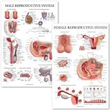 May 31, 2021 reading time: Buy 2 Pack Male Female Reproductive System Anatomical Charts Male Female Anatomy Poster Set 18 X 27 Online In Vietnam B07vgq2km4