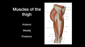 Ligaments, tendons, and muscles play an important role in the function of the hip. Muscles Of The Hip And Thigh Groups Origin Insertion Function Anatomy Youtube