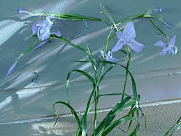 Image result for Moraea