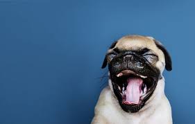 Pet insurance pays, partly or in total, for veterinary treatment of the insured person's ill or injured pet. Pet Wellness Startup Wagmo Fetches 3m Seed Round Built In Nyc