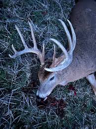 Indiana Rut Report