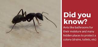 How To Get Rid Of Ants In Your Bathroom 2020 Review Pest Strategies