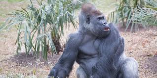 Mountain Gorilla The African Cave Dweller Who Chooses A Ruler For