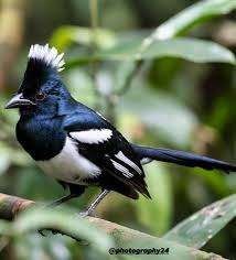 Image result for Vangueria vestita