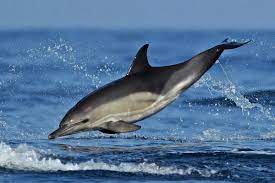 Per 25 anni, christopher swann, un fotografo britannico, ha percorso i mari del pianeta per immortalare delle immagini di balene e delfini. Mamiferele Din Marea NeagrÄ Itinerarii Pontice