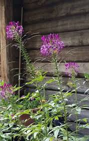 Cleome Violet Queen Maske Sarah Raven Maske Har Jeg Plants Garden Plants Backyard